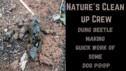 Nature`s Clean up Crew , Dung Beetle and Flies making quick work of some Dog P@@P