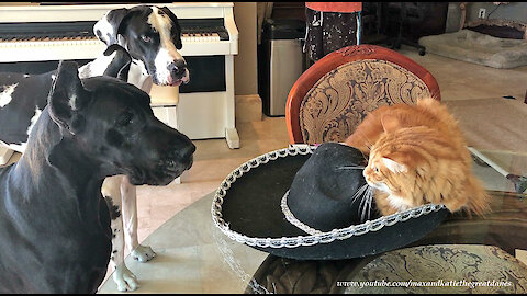 Funny Great Danes Are Amused By Cat On The Hat