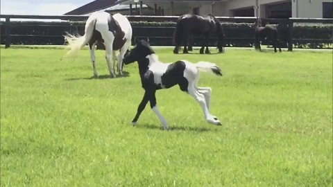 Cute baby horse turns into majestic steed