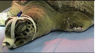 Wildlife officials issue warning after sea turtle suffers injuries, has flipper amputated