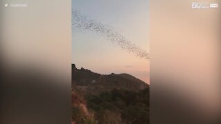 Milhares de morcegos voam durante pôr do sol magnífico