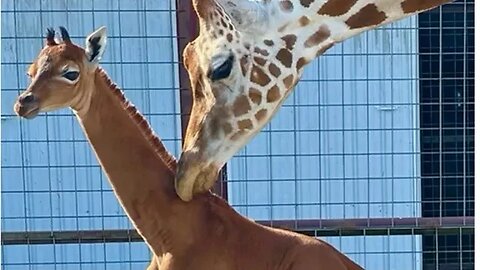 WEIRD GIRAFFE BORN AT TENNESSEE ZOO