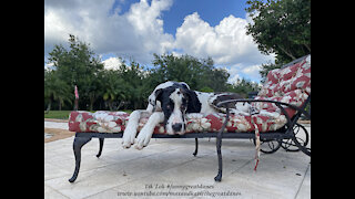 Harlequin Great Dane Loves Relaxing On the Lounger