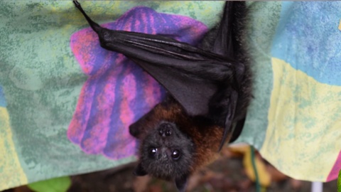 Baby bat chirps for cuddles