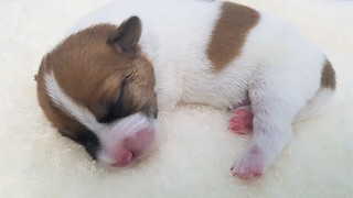 One week old puppy is ticklish