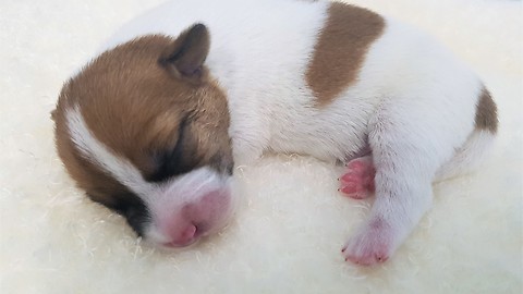 One week old puppy is ticklish