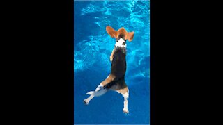 Snoopy has short legs for swimming