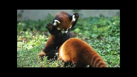 Cute and Funny Moments with 🥰 Red Panda Compilation _ 12 Interesting Facts about Red Panda