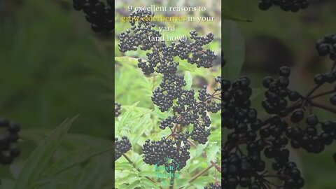 Grow elderberries in your yard