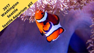 Washington: Seattle Aquarium Tropical ocean area 2017