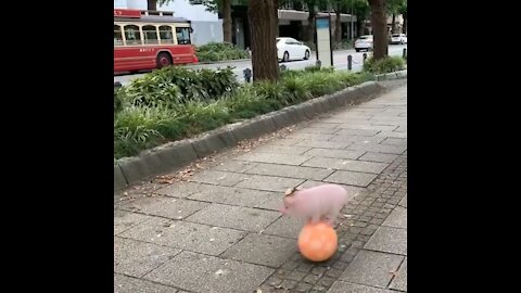 cute and skillful pig