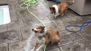 "Dogs Bites Water Coming From A Hose"