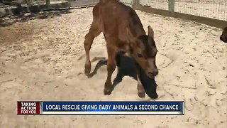 Brooksville Rescue saves 10 baby calves from dairy farm that kills males at birth