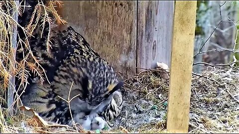 Mama Love and Prey Delivery 🦉 04/27/23 19:32