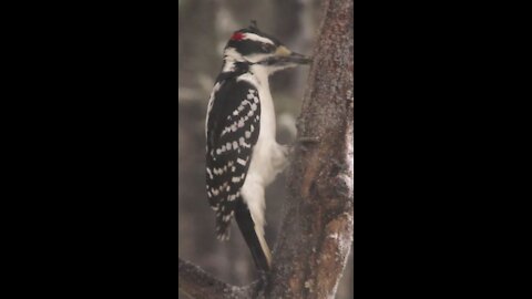 BEAUTIFUL Male Hairy Woodpecker in Snowstorm 3479