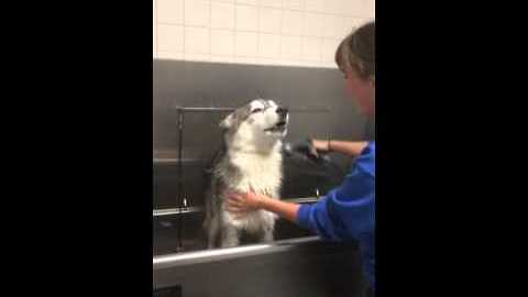 Spoiled Husky Protests Over Bathtime With High-Pitched Screams