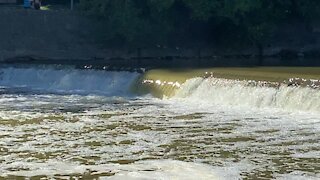 2021 Salmon run Humber River 73