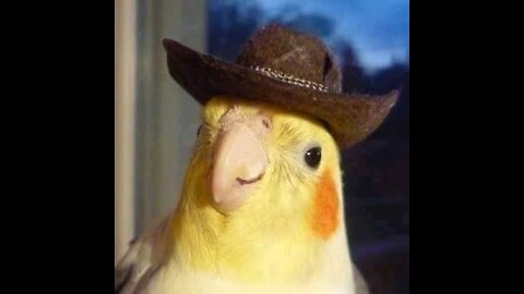 Birb likes to say Hat