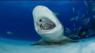 Tubarão tem os dentes limpos por outros peixes