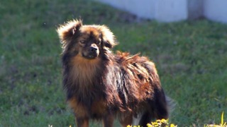 Abandoned Dog Celebrates Three Years Since His Adoption Day