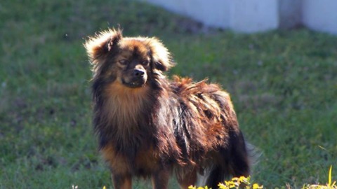 Abandoned Dog Celebrates Three Years Since His Adoption Day