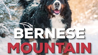 Bernese Mountain Dog Breed