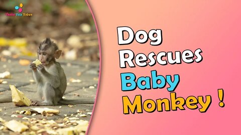 🔥 Dog Rescue : Unsuspecting Dog Rescues Abandoned Baby Monkey 🔥