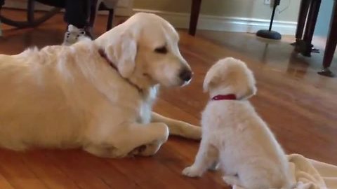 Puppy meets Golden Retriever, has priceless first encounter