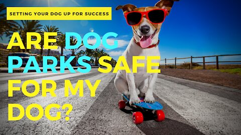 ARE DOG PARK ACTUALLY SAFE FOR MY DOG?