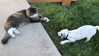 Dalmatian Puppy Preciously Plays With Elderly Cat