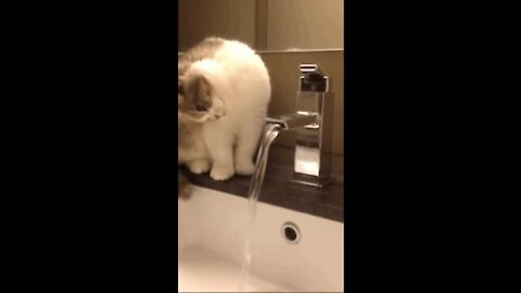 Look at this cat, its mouth does not reach the water, but it is licking from a distance