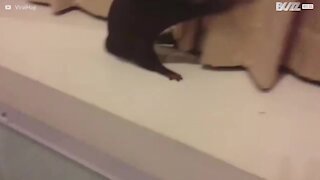 Cette loutre adore jouer avec les rideaux