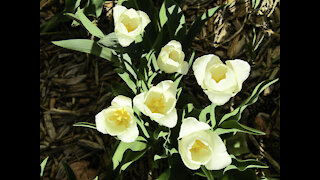 Springtime in Wyoming