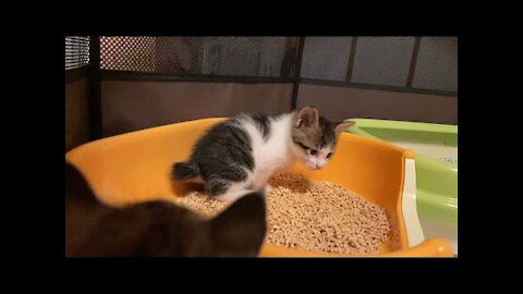 [34-day-old kittens] Kittens who learned the toilet [35th day of protection]