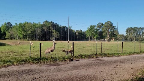 Morning Shenanigans with Emu & Gazelle