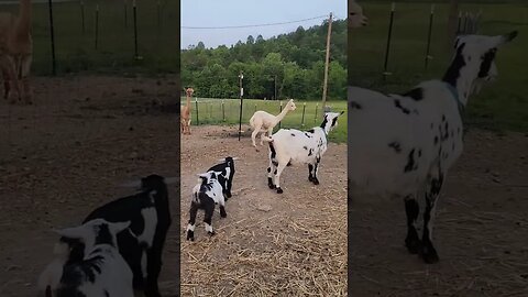 Our evening with the Gang - #goat #goatfarm #babygoats #animal #babygoat #alpaca #goats