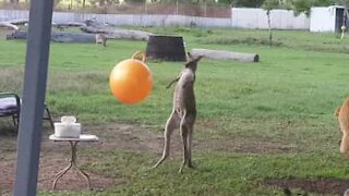 Kangaroo really loves its toys