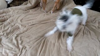 Dog Spinning and Bouncing on Bed