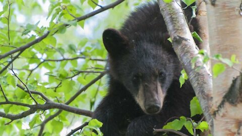 The Ministry Explained Why It Decided To Euthanize The Bear Found In Montreal