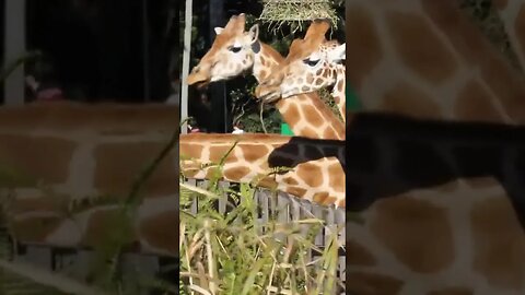 TARONGA ZOO SYDNEY GIRAFFES 13-07-2012 🌏🦒🌿🦒🌱 🦒😊📸 #ytshorts #youtube #newvideo #subscriber #shorts