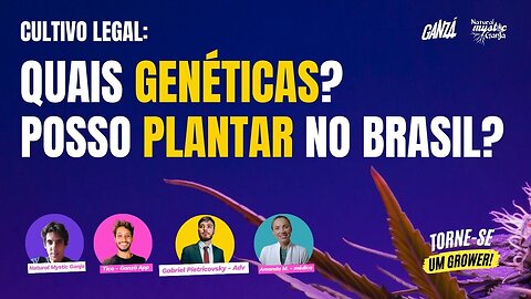 Cultivo legal: Quais genéticas? Posso plantar no brasil?