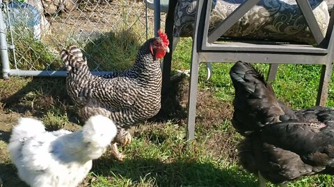 Chicken Time - Out from the run for a bit of bug hunting.