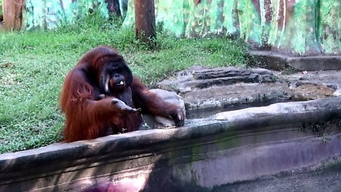 Orangutan Asks Zoo Visitor For Banana Then Throws Back The Peel
