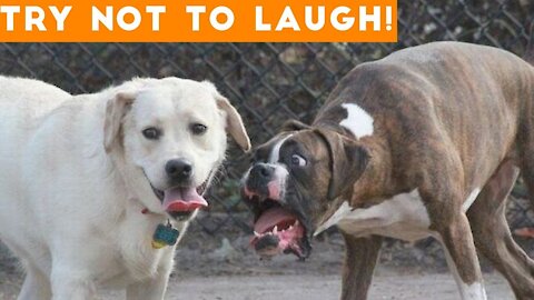 WATCH THIS! Try Not To Laugh At This Ultimate Funny Dog Video Compilation | Funny Pet Videos