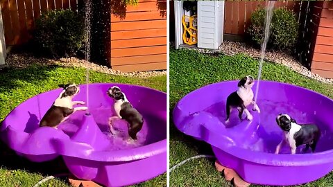Boston Terriers Have Fun Playing In The Pool