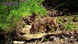 Experts debunk myths on coyotes