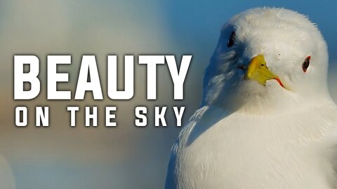 BEAUTY ON THE SKY | BEAUTIFUL BIRDS | BIRDS | NATURE