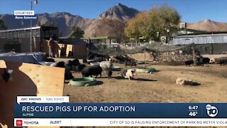 300 pigs rescued near Bakersfield up for adoption in San Diego