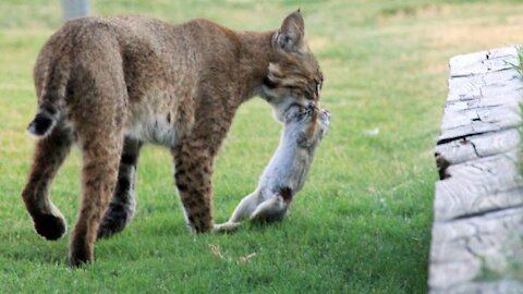 Little Girl Crosses Paths With A Bobcat & Dad Forgets Dog Outside | Neighborhood Stories