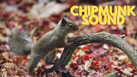 Chipmunk Noises Sound Effect Video By Kingdom Of Awais